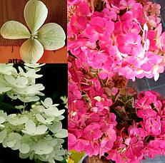 Гортензія Доллі (Hydrangea paniculata Dolly) в конт.Р9, фото 3