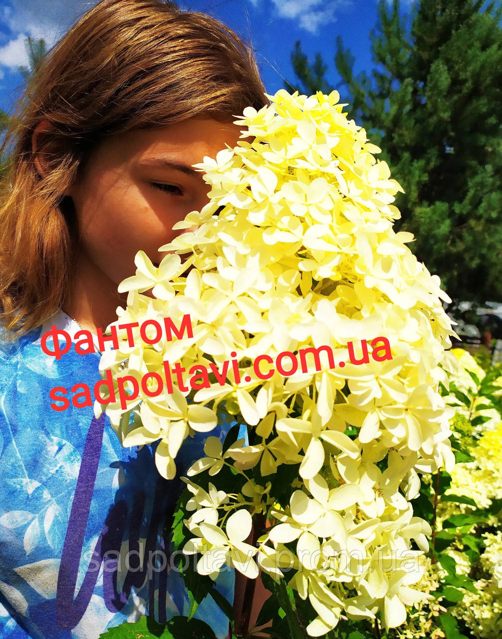 Гортензія Фантом (HYDRANGEA PANICULATA PHANTOM) у конт С2