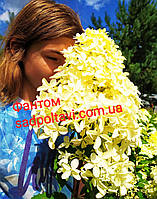 Гортензия Фантом (HYDRANGEA PANICULATA PHANTOМ) в конт C2