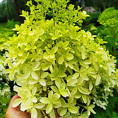 Гортензія Фантом (HYDRANGEA PANICULATA PHANTOM) у конт С2, фото 3