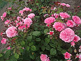 Троянда Тео Клеверс. (в). Флорібунда., фото 4