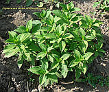 Гортензія метильчаста Mojito (Мохіто) 3 од, фото 6