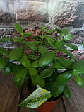 Барвиста Crassuia Ovata гірчична рослина, фото 2