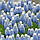 Мускарі Ocean Magic 7/8, фото 4