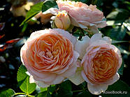 Саджанці троянди " Сурір де Хавр ", фото 3