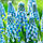 Мускарі Peppermint 7/8, фото 3