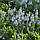 Мускарі Peppermint 7/8, фото 4