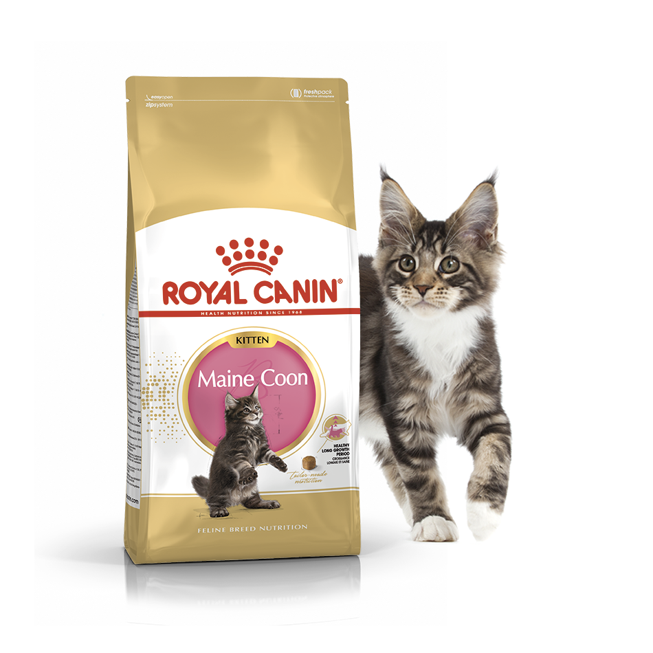 Royal Canin Maine Coon Kitten 2кг- корм для кошек породы мейн кун + ПОДАРОК! - фото 1 - id-p1644837857