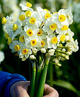 Нарцис тацетта Avalanche 13/15