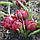 Тюльпан ботанічний Samantha, фото 2