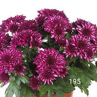 Хризантема индийская Вандерленд, Chrysanthemum Wonderland Dark Pink