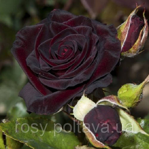 Чорна Королева (Black Queen), фото 1