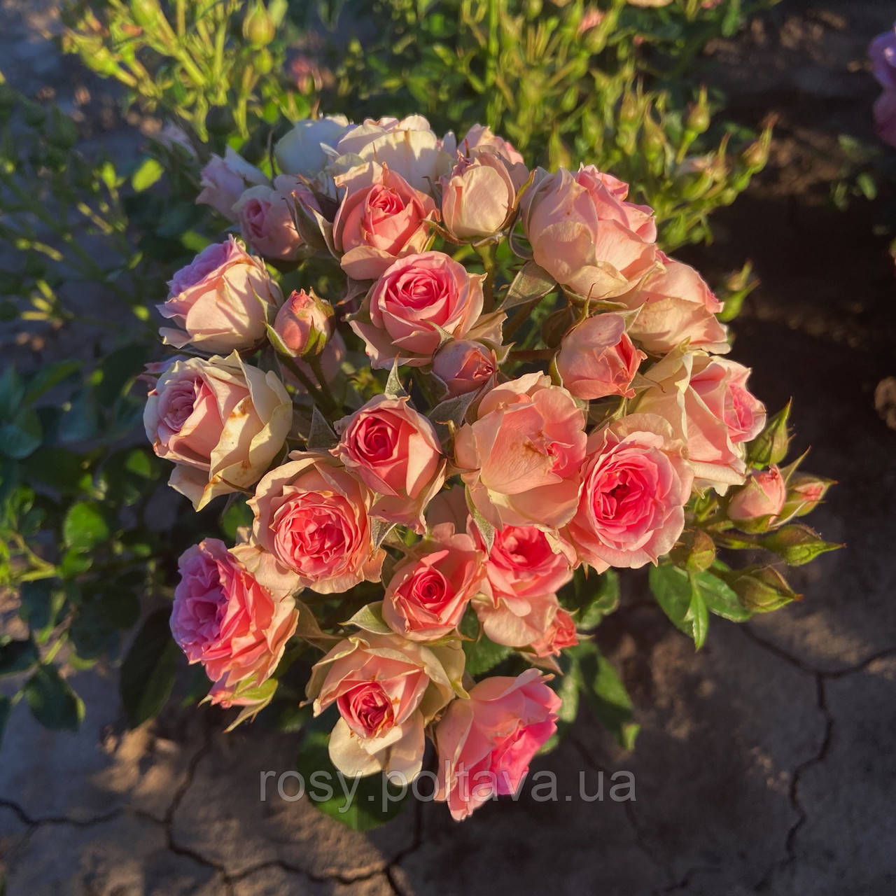 Дінара (Rosa spray 'Dinara'), фото 1