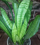 Сансевієрія 1 горщечне рослина, фото 2