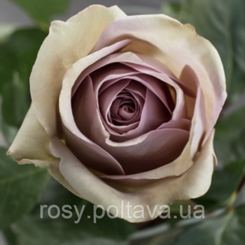 Амнезія (Amnesia), фото 1