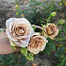 Амнезія (Amnesia), фото 3