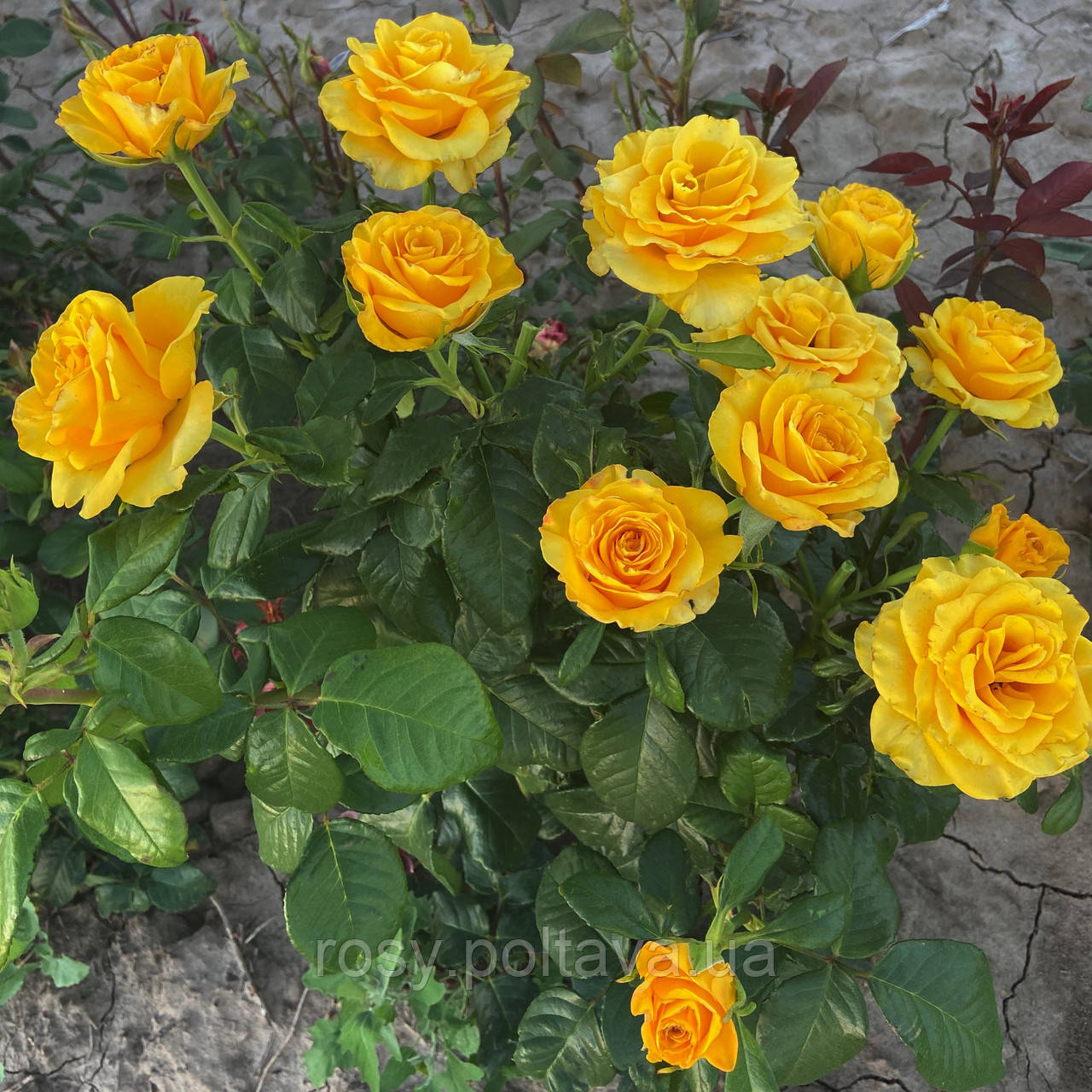 Керіо (Kern), фото 1