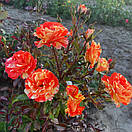 Оранж енд Лемон (Oranges 'n' Lemons), фото 2