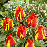 Тюльпан низький Грейга Kiev 11/12