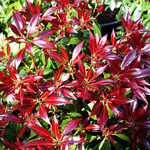 Пієріс японський Бонфаєр / Pieris japonica Bonfire, фото 3