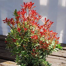 Пієріс японський Літл Хат / Pieris japonica Little Heath