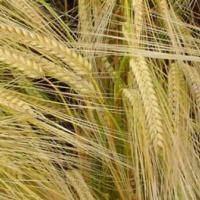 Насіння озимого ячменю Казанова, ранньостиглий, еліта, Limagrain, фото 1