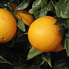 Саджанці апельсина Лайн Лате (Line Late) - ранній, холодостійкий, солодкий, фото 2