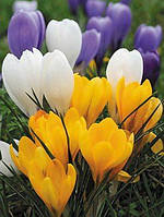 Цибулини крокус осінній