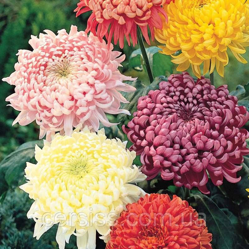 Хризантема вкорінений живець в горщику колір мікс Chrysanthemum