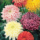 Набір хризантем 4 шт колір мікс Chrysanthemum, фото 2