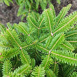 Ялиця бальзамічна, Abies balsamea, фото 4