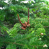 Ялиця бальзамічна, Abies balsamea, фото 5
