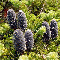 Пихта бальзамическая, Abies balsamea