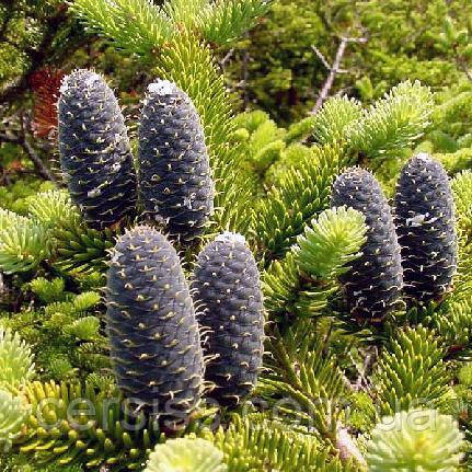 Ялиця бальзамічна, Abies balsamea