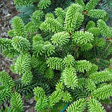 Ялиця бальзамічна, Abies balsamea, фото 3