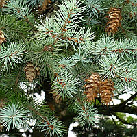 Пихта Дугласа (Псевдотсуга), Pseudotsuga menziesii