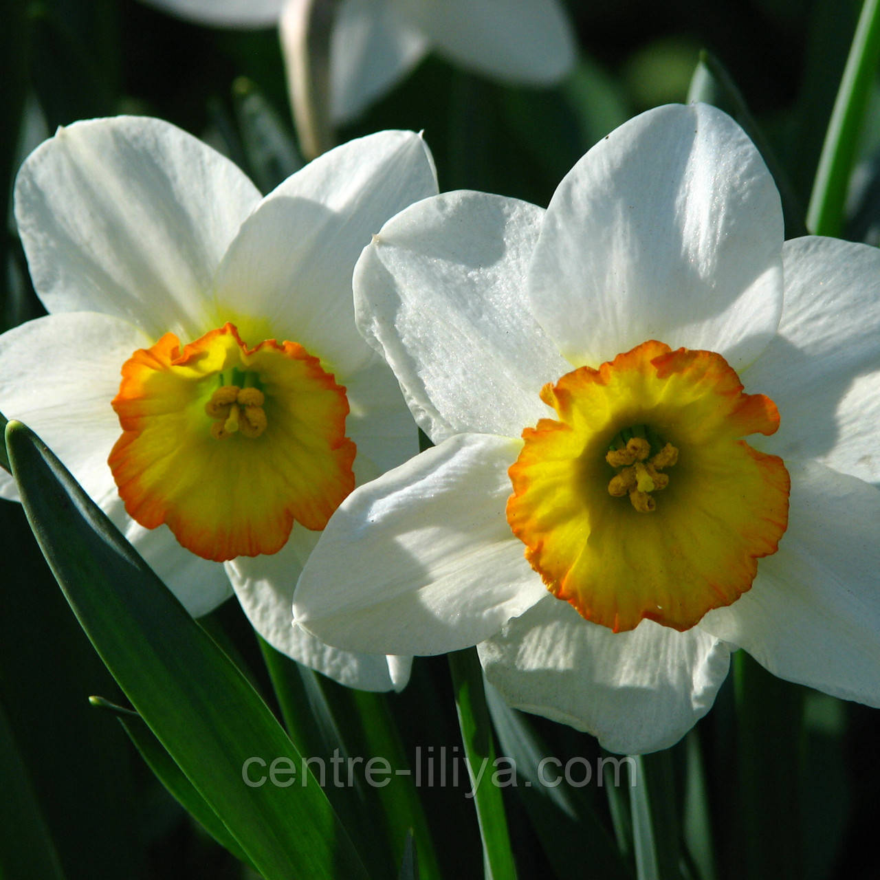 Нарцис корончатий Flower Record 12/14