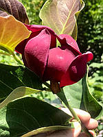 Магнолия "Чёрный тюльпан". Magnolia "Black Tulip".