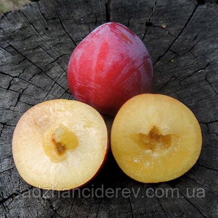 Саджанці слив Світ Тріат (слива-черешня)