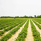 Саджанці полуниці (розсада) Федеріка (Federica) - пізня, урожайна, солодка, фото 6