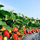 Саджанці полуниці (розсада) Верона - середня, урожайна, транспортабельна, фото 4