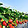 Саджанці полуниці (розсада) Аромас (Aromas) - ремонтантна, урожайна, транспортна, фото 4