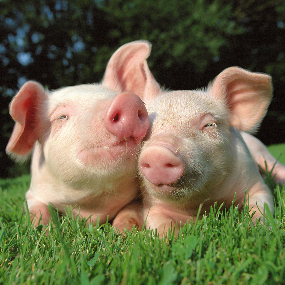 Пробиотик для свиноматок и разведения свиней Биоферм - фото 7 - id-p1641452909