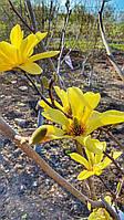 Магнолия бруклинская "Баттерфляй". Magnolia brooklynensis "Butterfly".