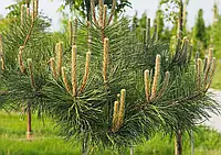 Сосна чорна Нігра/Pinus nigra nigra С3/Н20