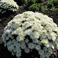 Хризантема мультифлора Белая ромашка, Chrysanthemum