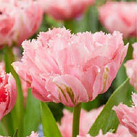 Тюльпан махровий оторочений Sugar Crystal 11/12