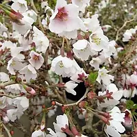 Японська вишня Коджо-но-маі/Prunus incisa 'Kojou-no-mai' С3