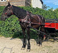 Шлея ( шора) і наритник ( напівшора). Упряж шкіряна чорного кольору.