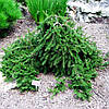 Ялина звичайна Форманек / С20 / h 50-60 / Picea abies Formanek, фото 3